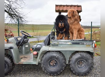 Do-khyi Tibet Doggen Welpen zvk.