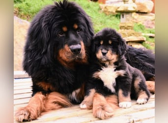 Do-khyi Tibet Doggen Welpen zvk.