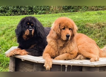 Do-khyi Tibet Doggen Welpen zvk.