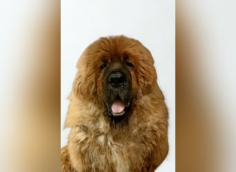 Sari ❤️ sensible Tibetmastiff Hündin sucht Vertrauen