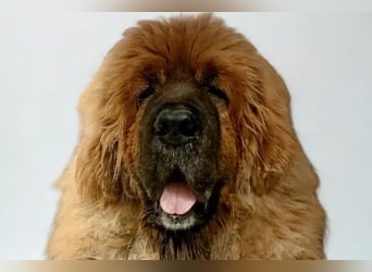 Sari ❤️ sensible Tibetmastiff Hündin sucht Vertrauen