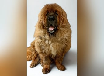 Sari ❤️ sensible Tibetmastiff Hündin sucht Vertrauen