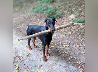 Stöpsel - Dobermann-Riesenbaby