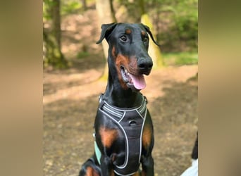 Stöpsel - Dobermann-Riesenbaby