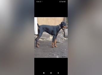 Eine wunderbare Dobermann - Hündin sucht ihre Familie.