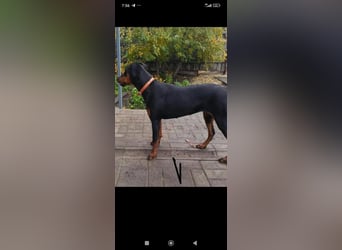 Eine wunderbare Dobermann - Hündin sucht ihre Familie.