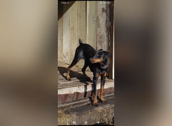Eine wunderbare Dobermann - Hündin sucht ihre Familie.