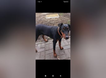 Eine wunderbare Dobermann - Hündin sucht ihre Familie.