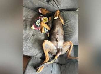 Igor