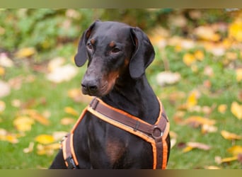 Tulio - ein Prachtkerl - Tierhilfe Franken e.V.