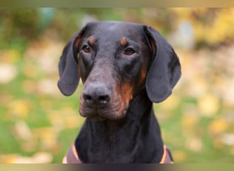 Tulio - ein Prachtkerl - Tierhilfe Franken e.V.