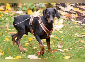 Tulio - ein Prachtkerl - Tierhilfe Franken e.V.