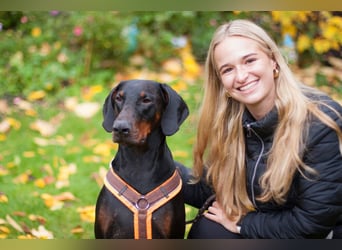 Tulio - ein Prachtkerl - Tierhilfe Franken e.V.