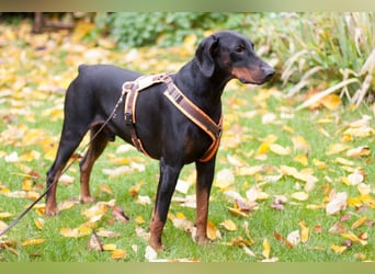 Tulio - ein Prachtkerl - Tierhilfe Franken e.V.