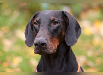 Tulio - ein Prachtkerl - Tierhilfe Franken e.V.