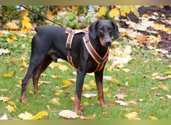 Tulio - ein Prachtkerl - Tierhilfe Franken e.V.