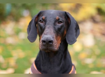 Tulio - ein Prachtkerl - Tierhilfe Franken e.V.