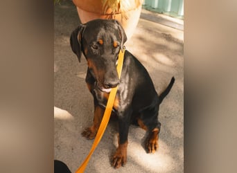 Dobermann Roko