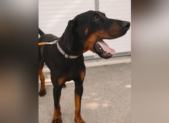 Dobermann Roko