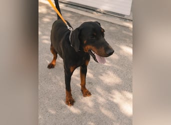 Dobermann Roko