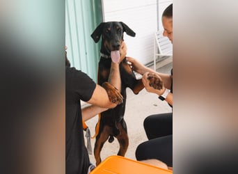 Dobermann Roko