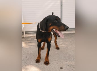 Dobermann Roko