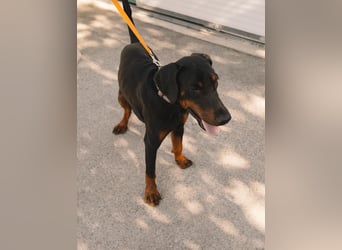 Dobermann Roko