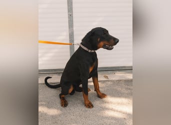 Dobermann Roko