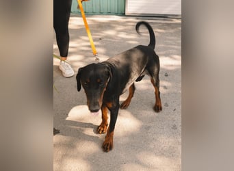 Dobermann Roko
