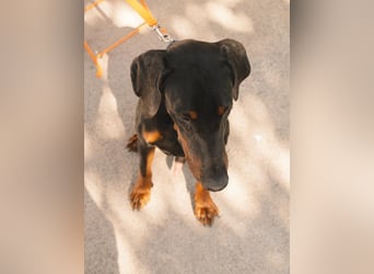 Dobermann Roko