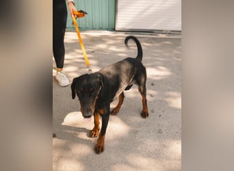 Dobermann Roko