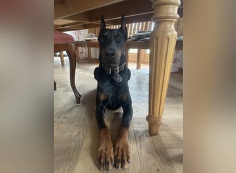 Jerry-Junger Dobermann Rüde