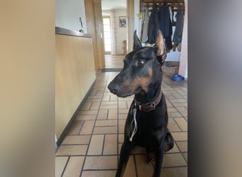 Jerry-Junger Dobermann Rüde