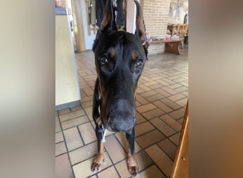 Jerry-Junger Dobermann Rüde