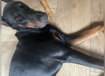Jerry-Junger Dobermann Rüde
