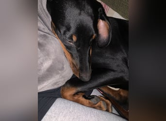 Belle Schmuse-Hündin für Familie oder sportlich aktive