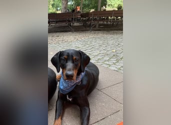 Toffi Kuschel-Bärchen sucht Familie oder sportlich aktives Zuhause