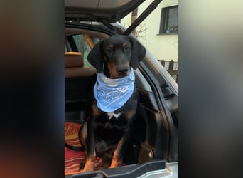 Toffi Kuschel-Bärchen sucht Familie oder sportlich aktives Zuhause