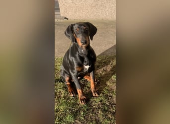 Toffi Kuschel-Bärchen sucht Familie oder sportlich aktives Zuhause