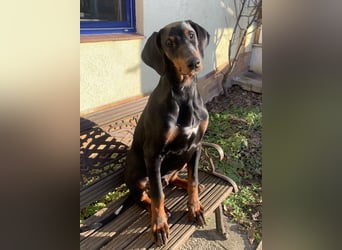 Toffi Kuschel-Bärchen sucht Familie oder sportlich aktives Zuhause