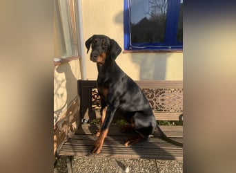 Belle Schmuse-Hündin für Familie oder sportlich aktive