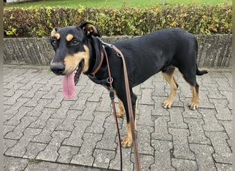 Oskar, geboren 19.01.2026, 67cm sucht sein Plätzchen (Pflegestelle Deutschland)