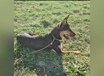 Sassa eine Traumhündin