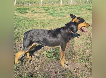 Sassa eine Traumhündin