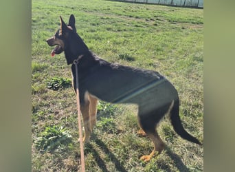 Sassa eine Traumhündin