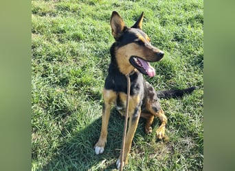 Sassa eine Traumhündin