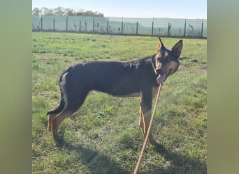 Sassa eine Traumhündin