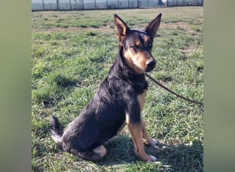 Sassa eine Traumhündin