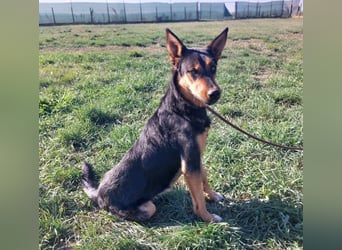 Sassa eine Traumhündin