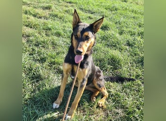 Sassa eine Traumhündin